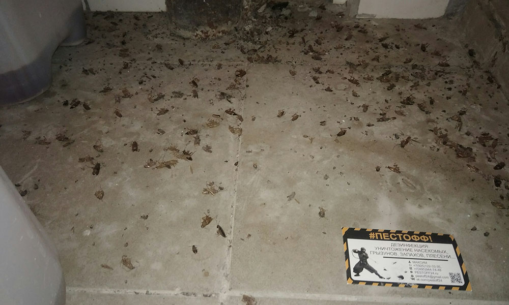 Погибшие тараканы после дезинсекции