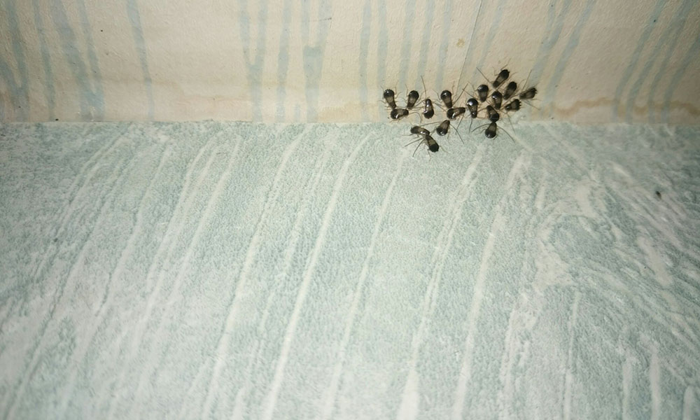 Тараканы на потолке жилого помещения перед дезинсекцией