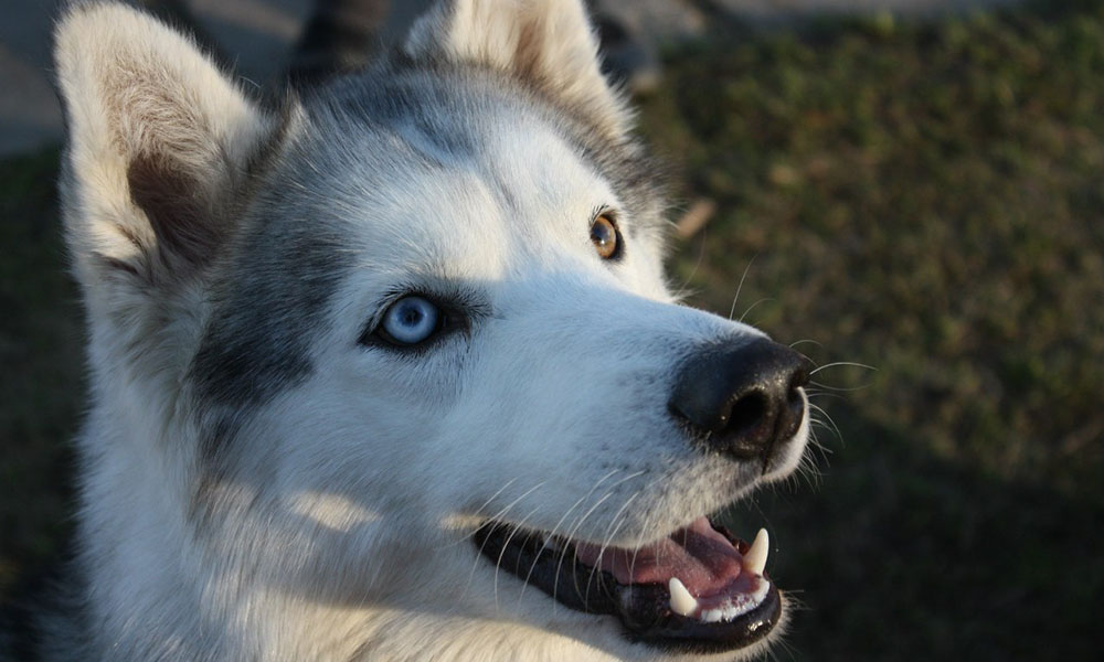 Арлекин Хаски-Парка – собака с разным цветом глаз