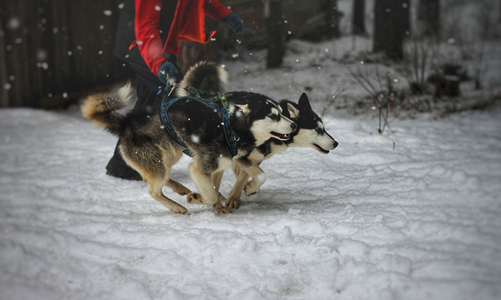 Собаки Хаски-Парка на пробежке зимой