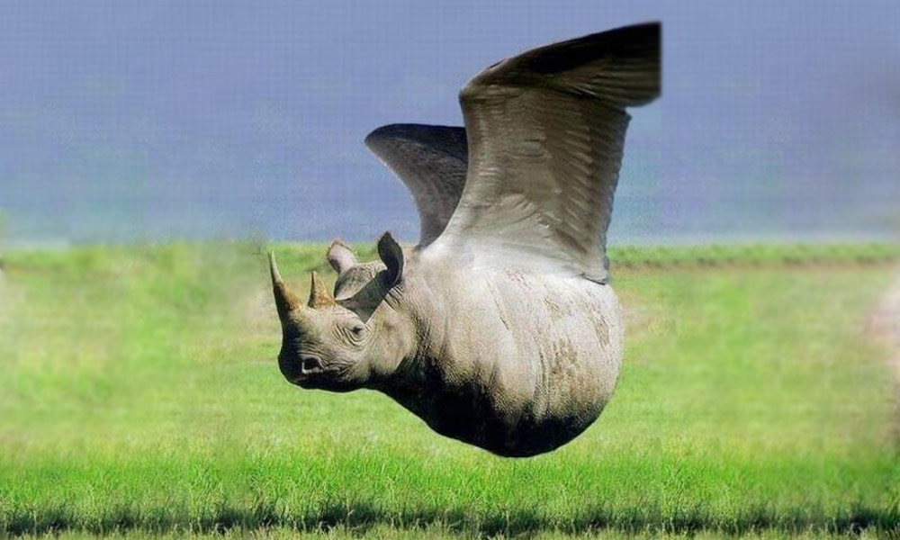 Очередной носорог на пути к успеху