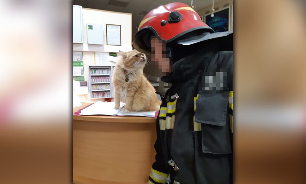 Пожарный и кот, живущий в пожарной части