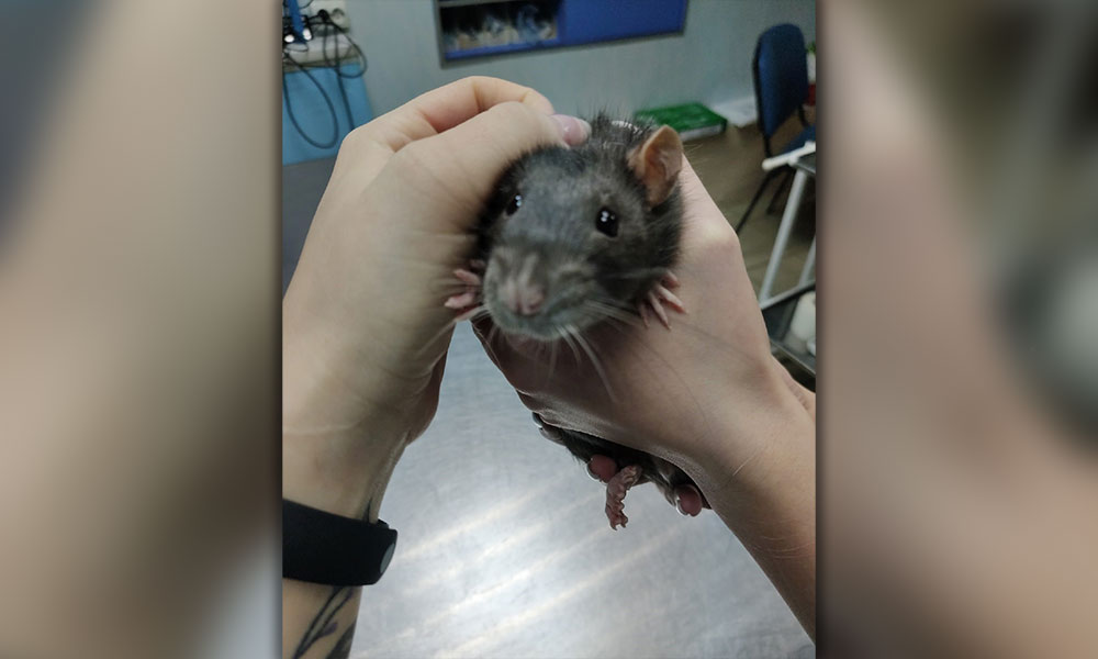 Крыса на приёме у ветеринара