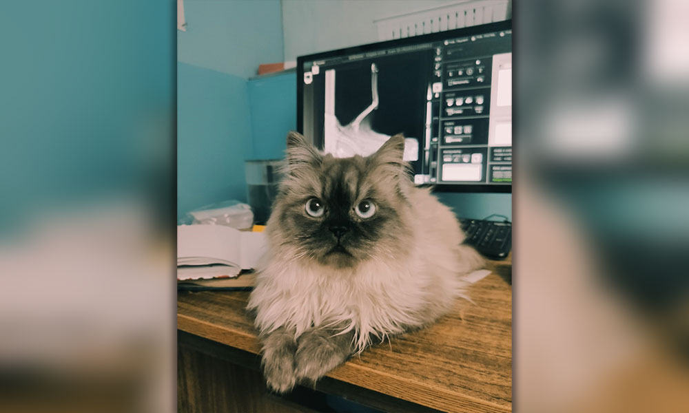Недовольный кот после рентгена