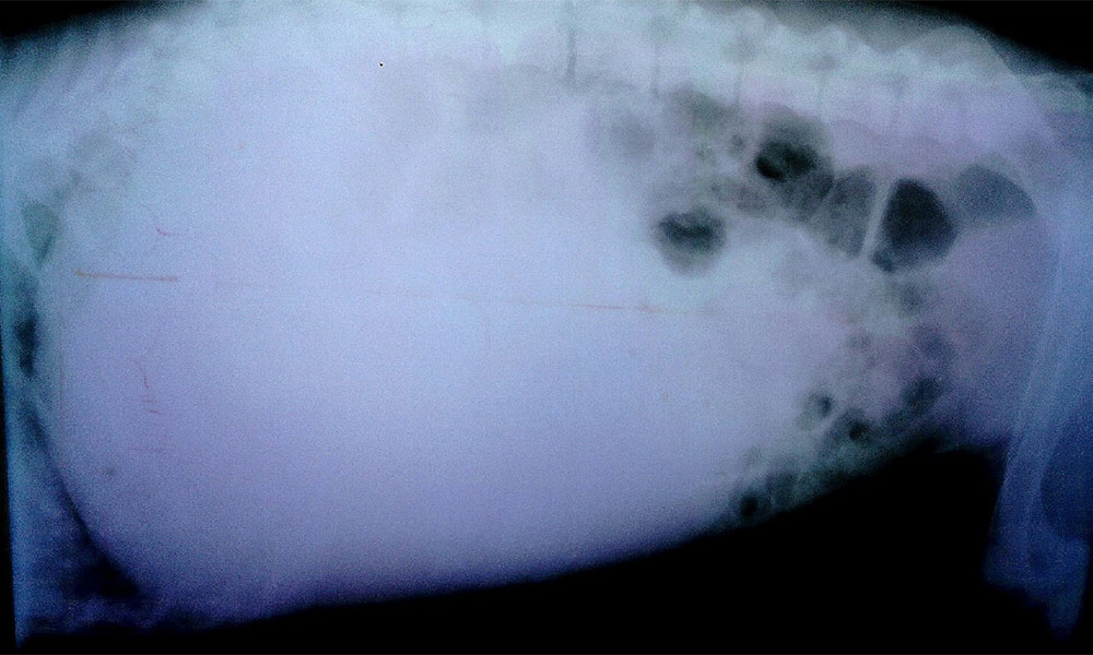 Рентген желудка таксы, объевшейся сырого теста